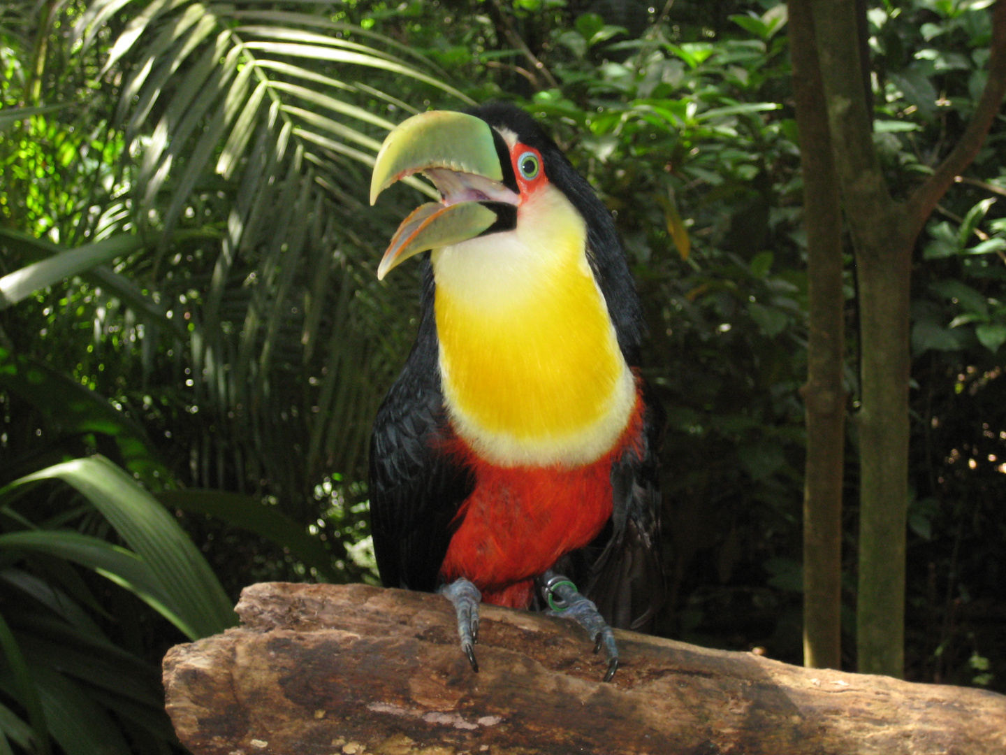 Tucan