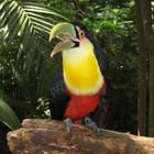 Tucan