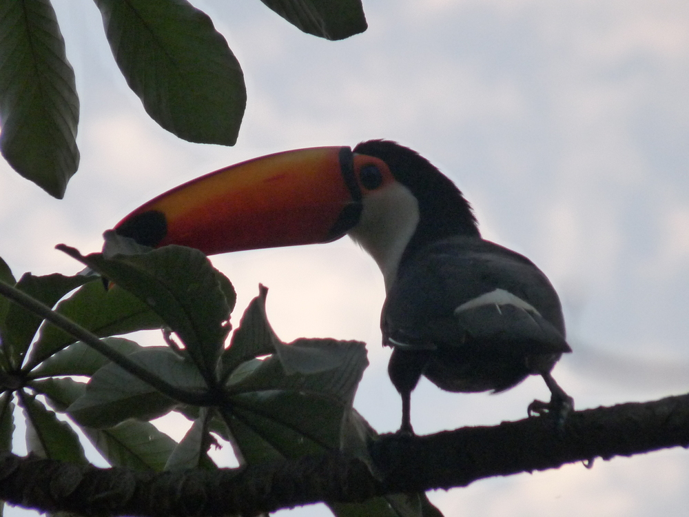 Tucan