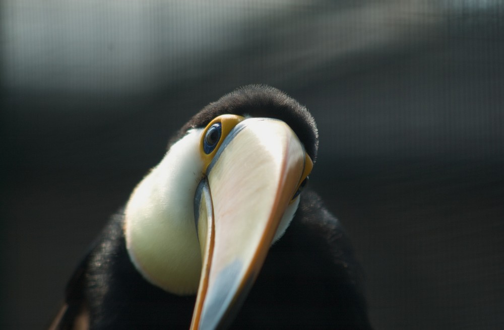 Tucan