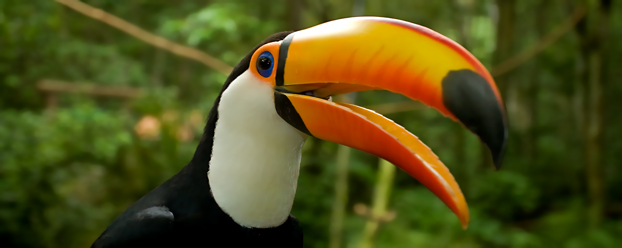 Tucan