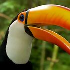 Tucan