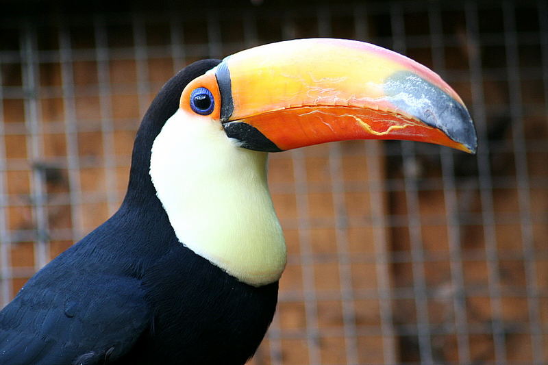 tucan