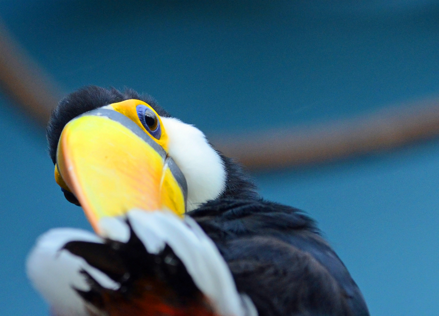 Tucan