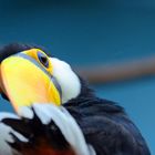 Tucan