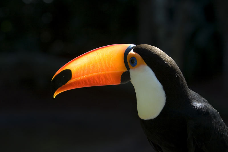 Tucan