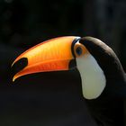 Tucan