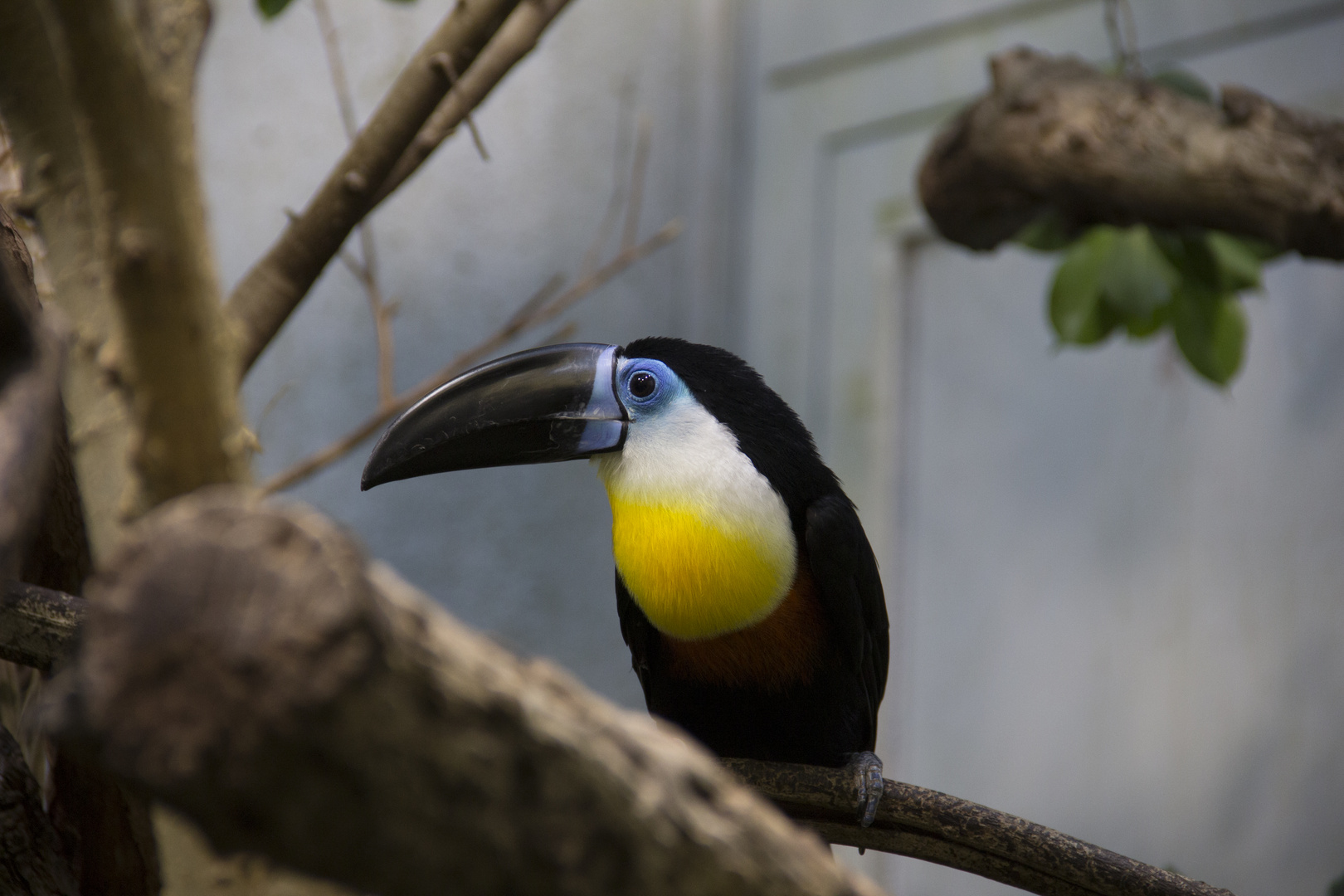 Tucan