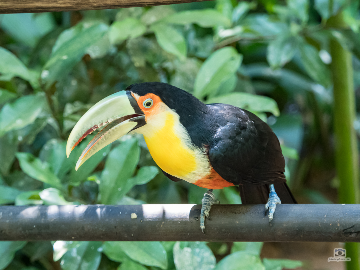 Tucan auf der Suche nach Futter