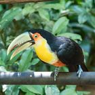 Tucan auf der Suche nach Futter