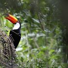 Tucan beim Abendbrot