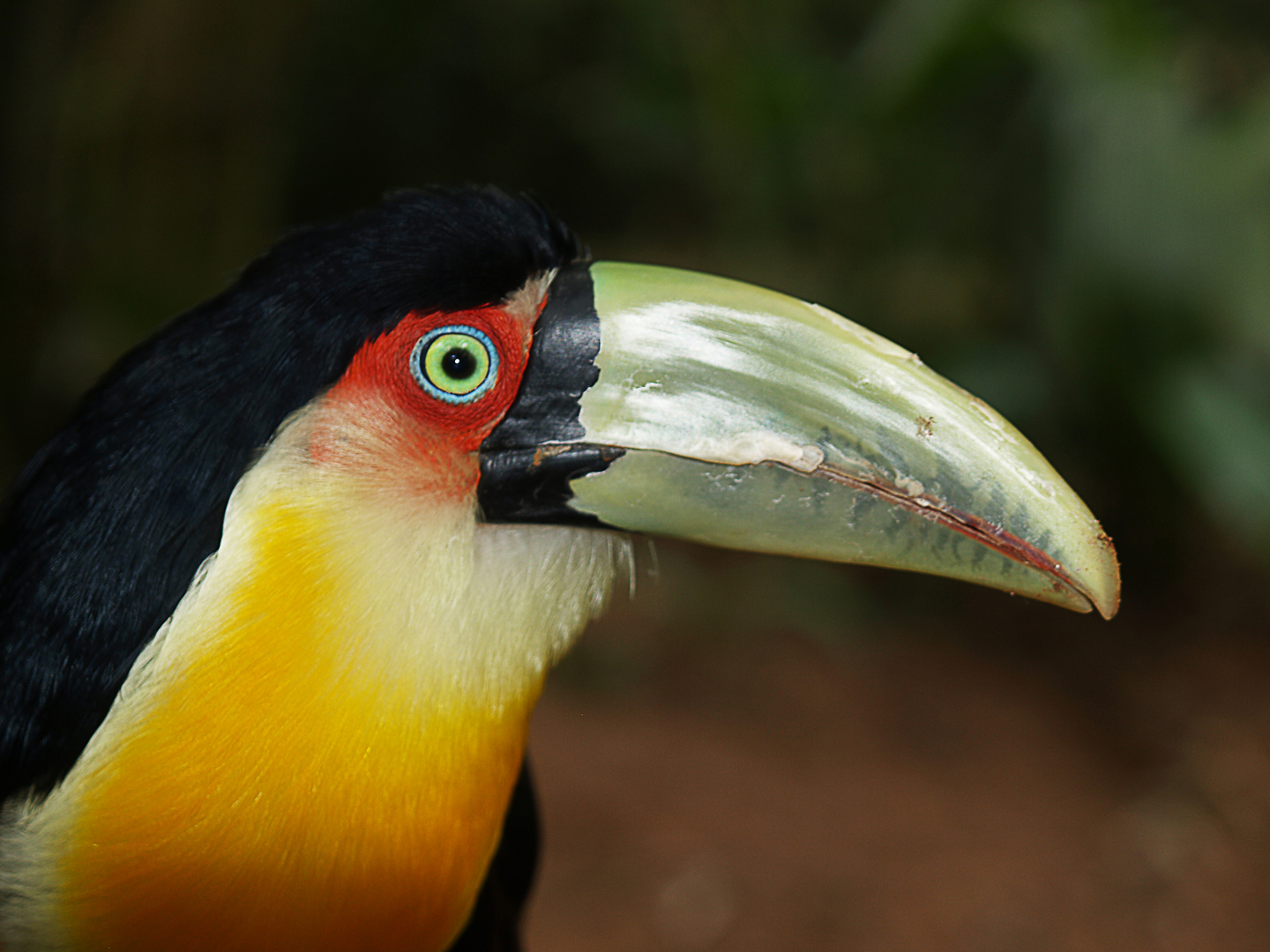 Tucan - Brasilien