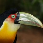 Tucan - Brasilien