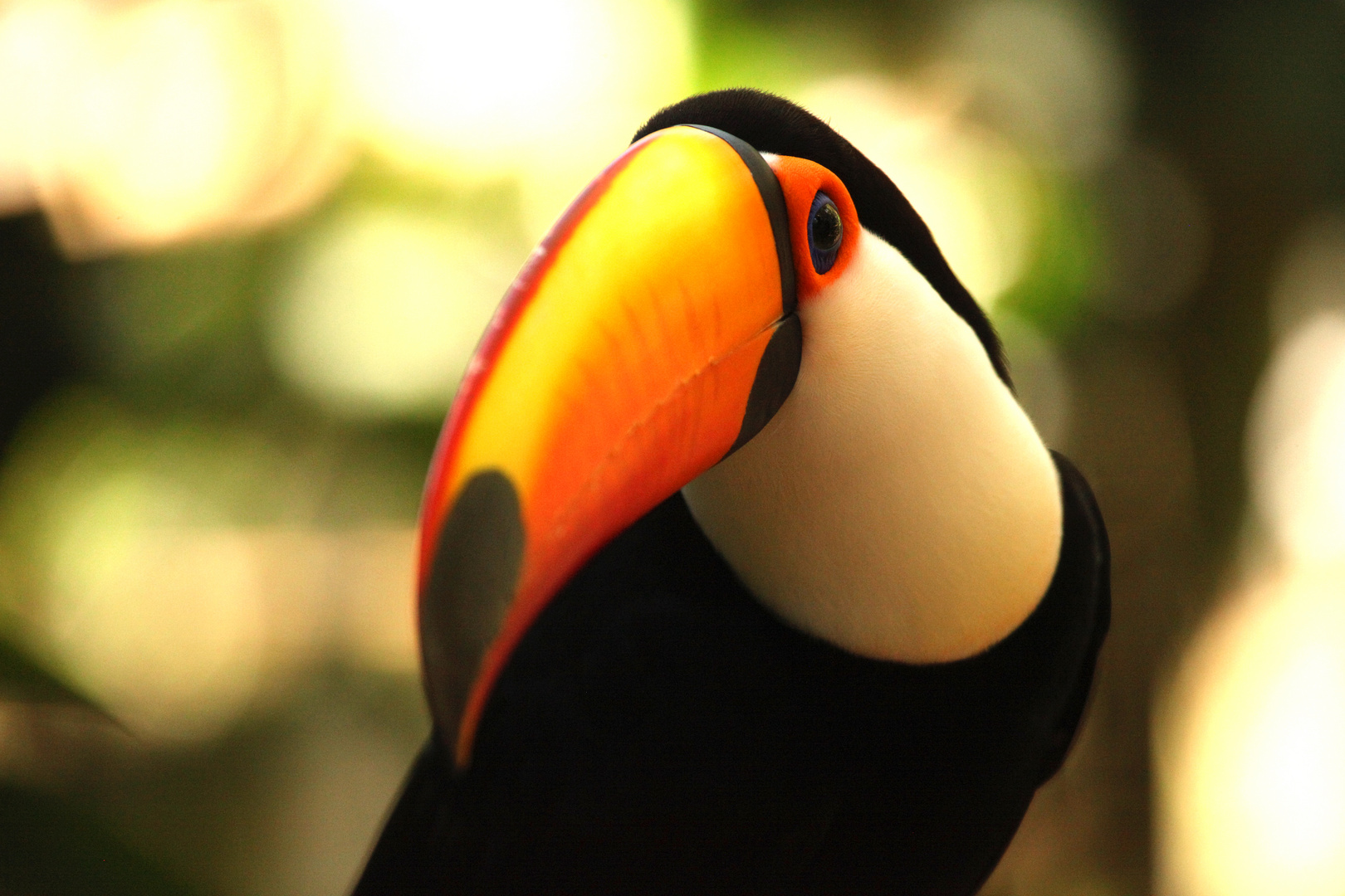 Tucan- Brazil