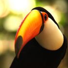 Tucan- Brazil