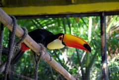 Tucan