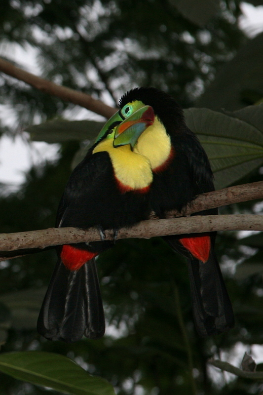 Tucan Couple