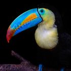 Tucan