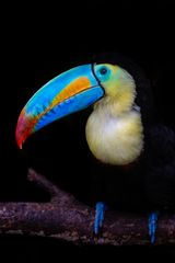 Tucan