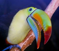 Tucan