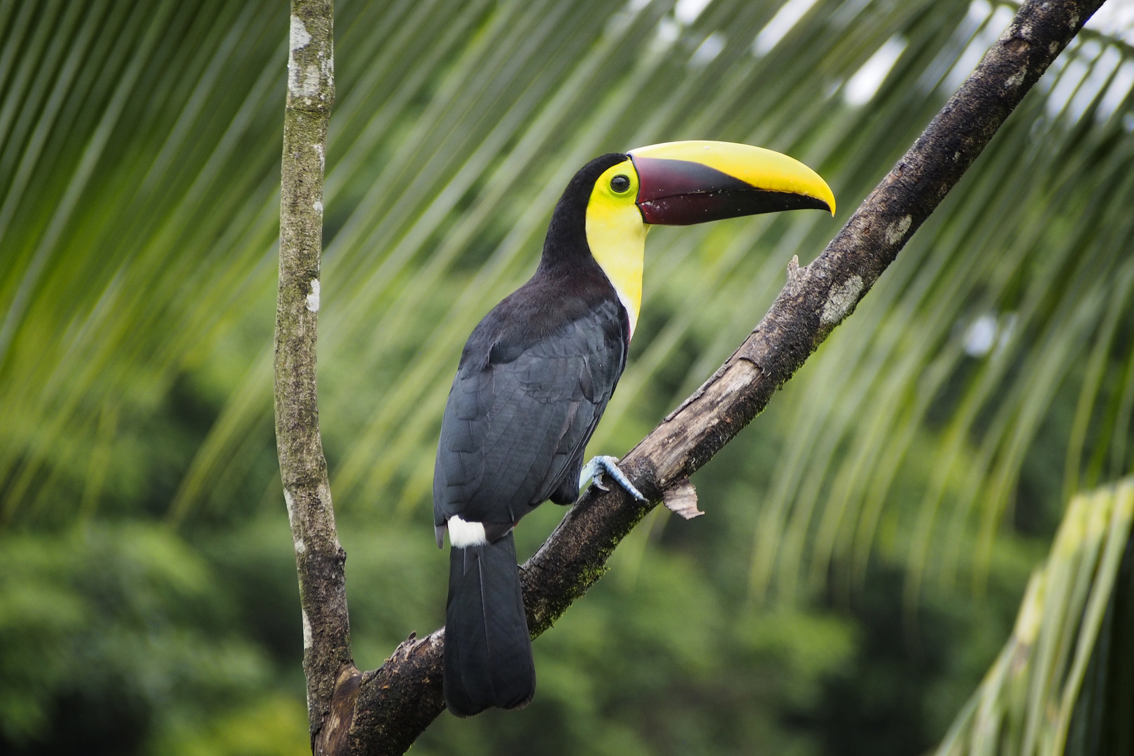 Tucan