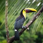 Tucan