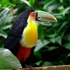 Tucan