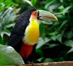 Tucan