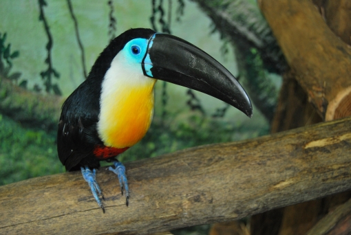 Tucan