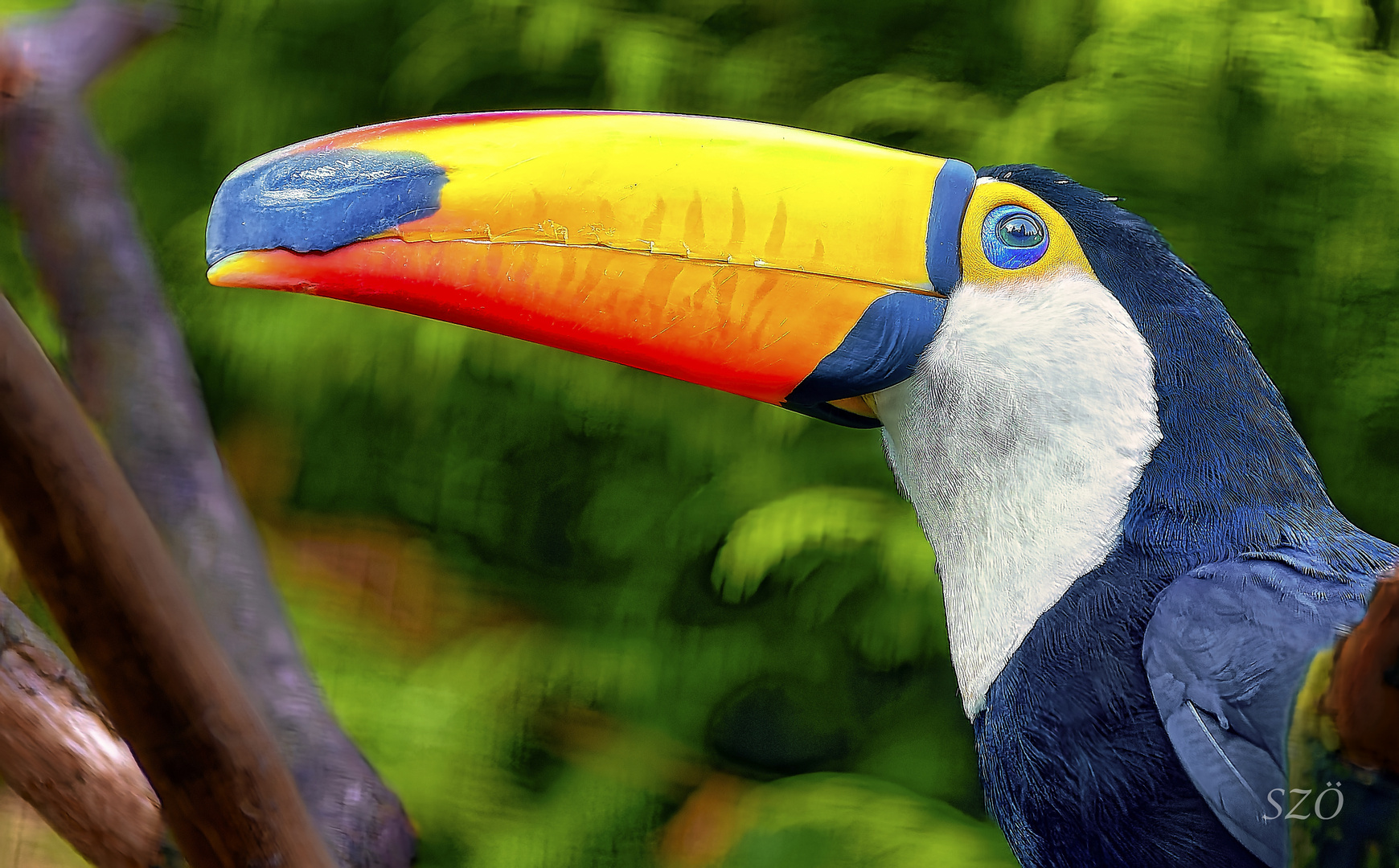 Tucan