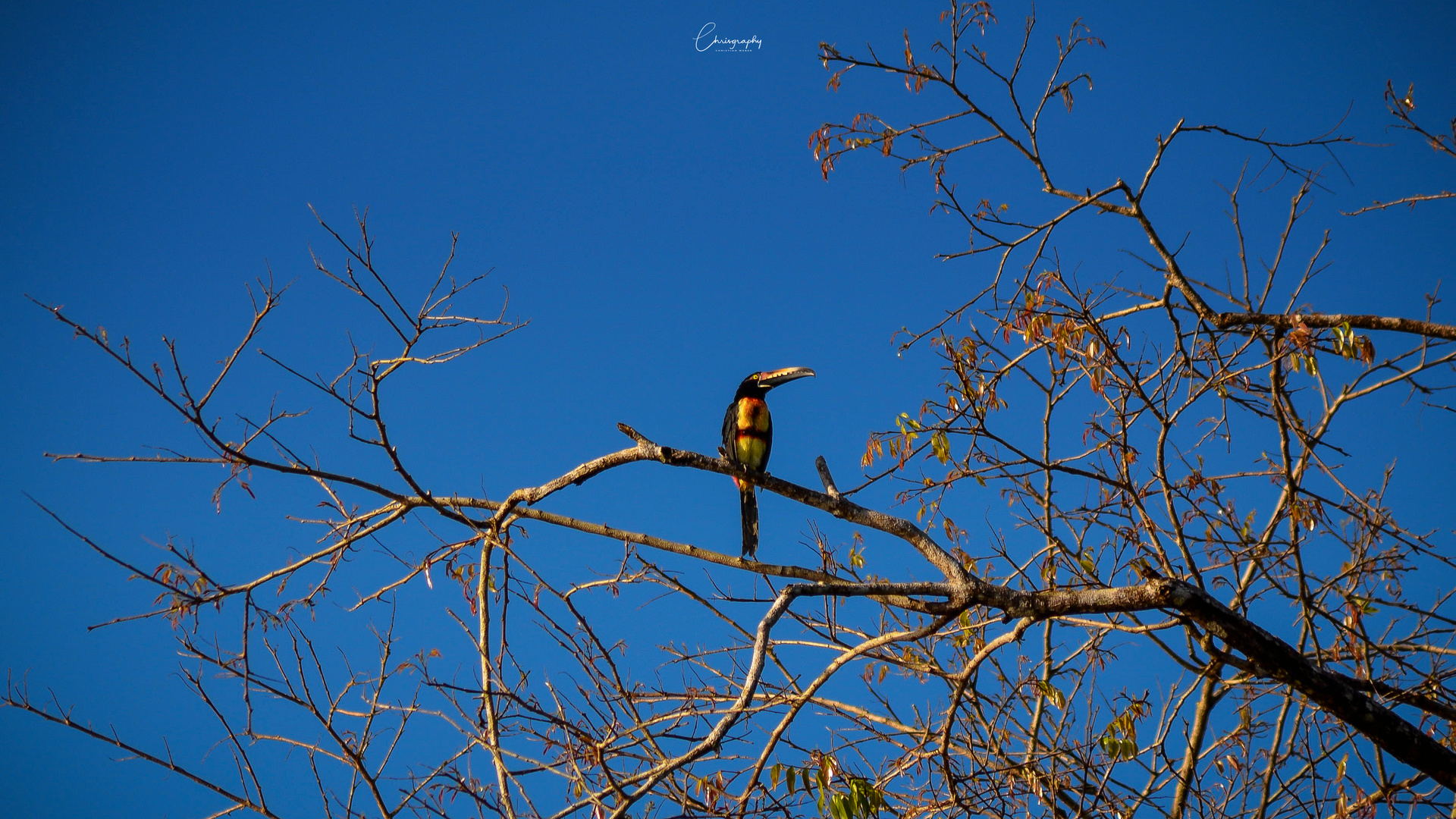 Tucan (Halsbandarassari)