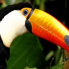 Tucan im Pantanal