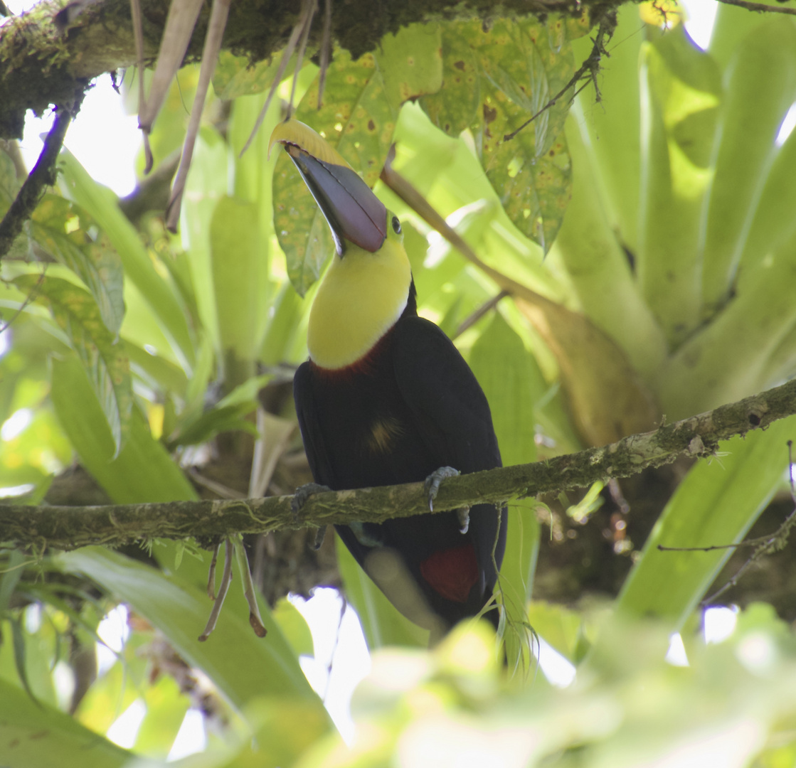 Tucan in Costa Rica