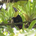 Tucan in Costa Rica