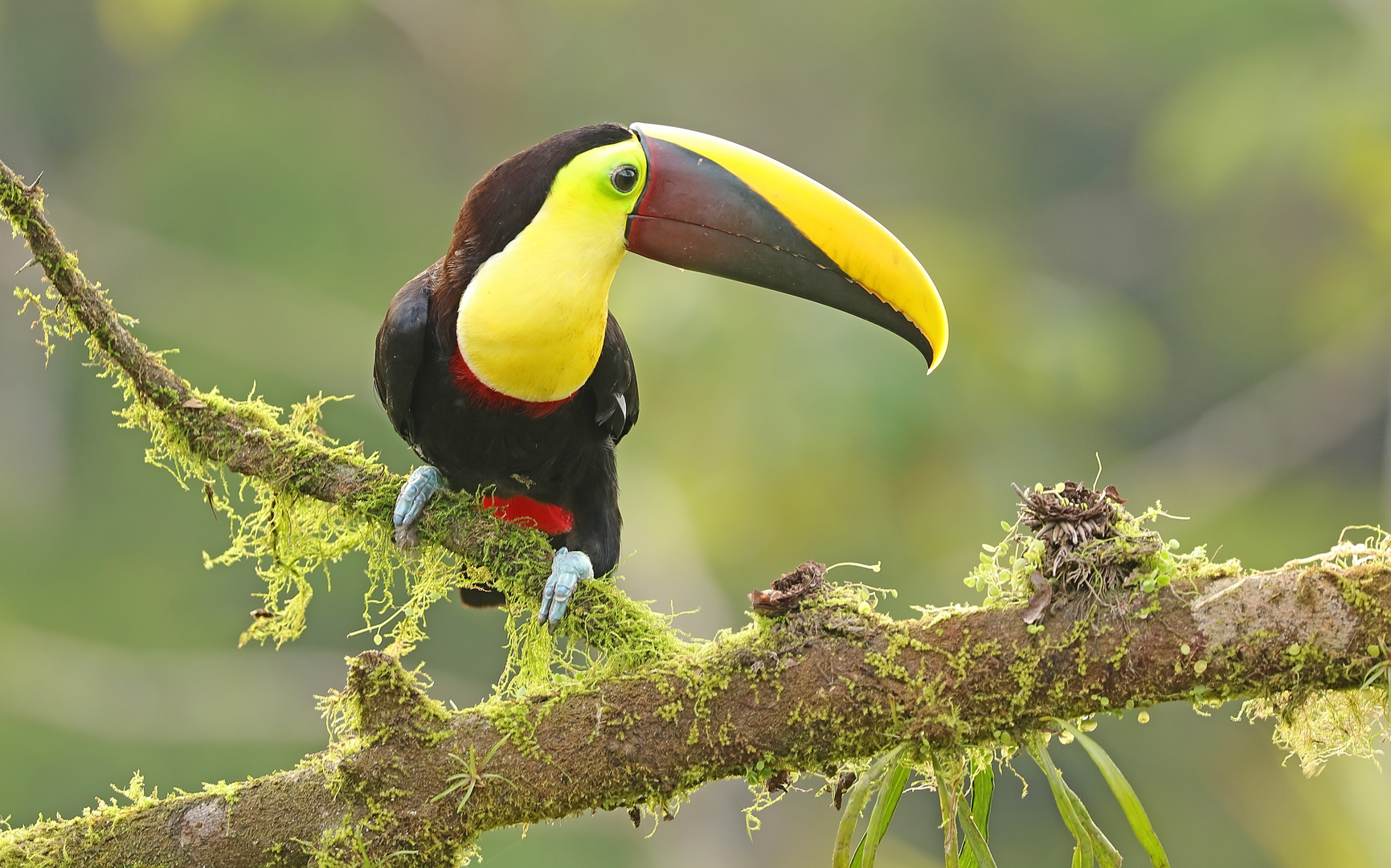 Tucan in Costa Rica gemacht. 