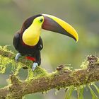 Tucan in Costa Rica gemacht. 