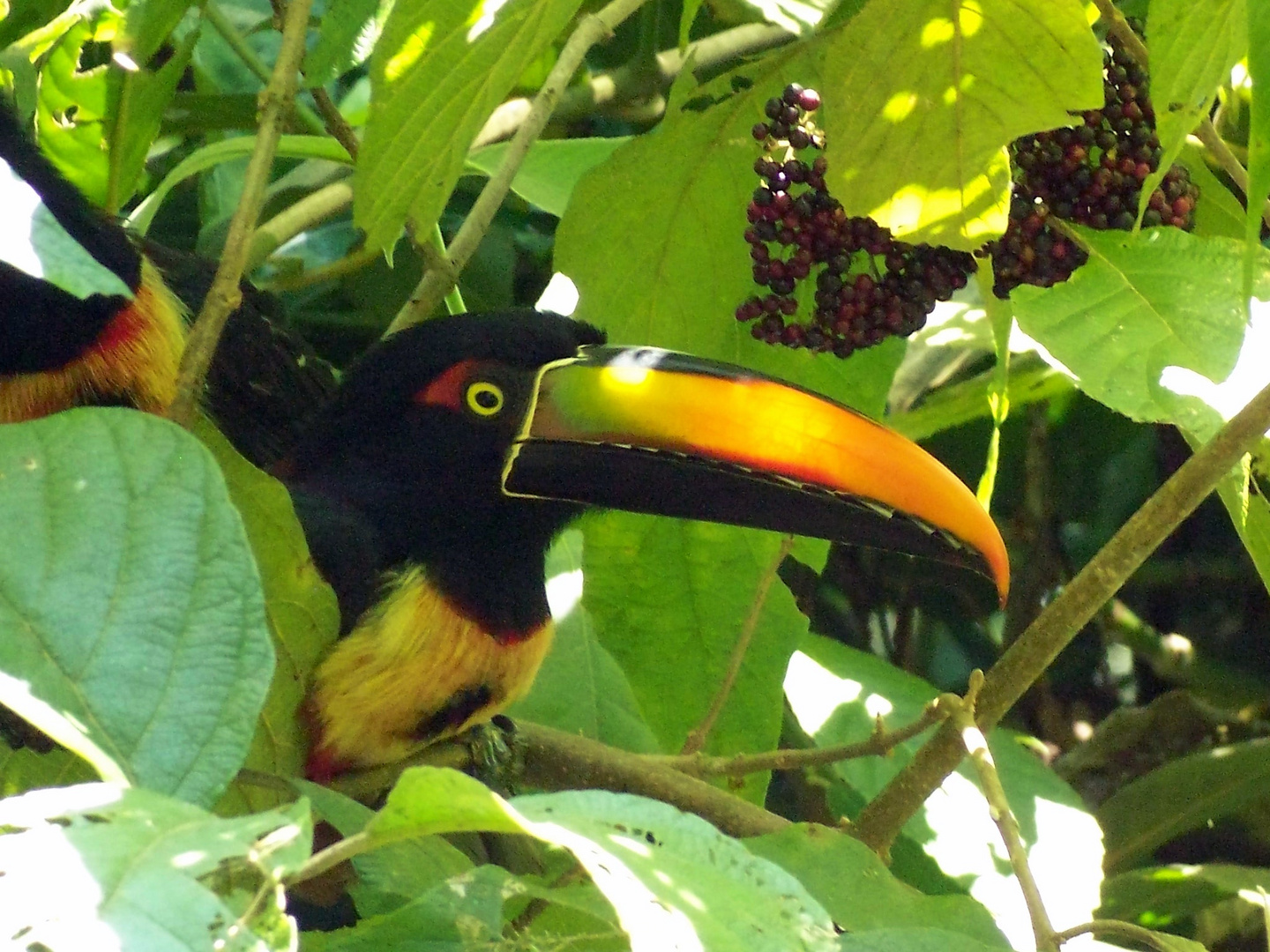 Tucan in paradise