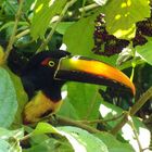 Tucan in paradise