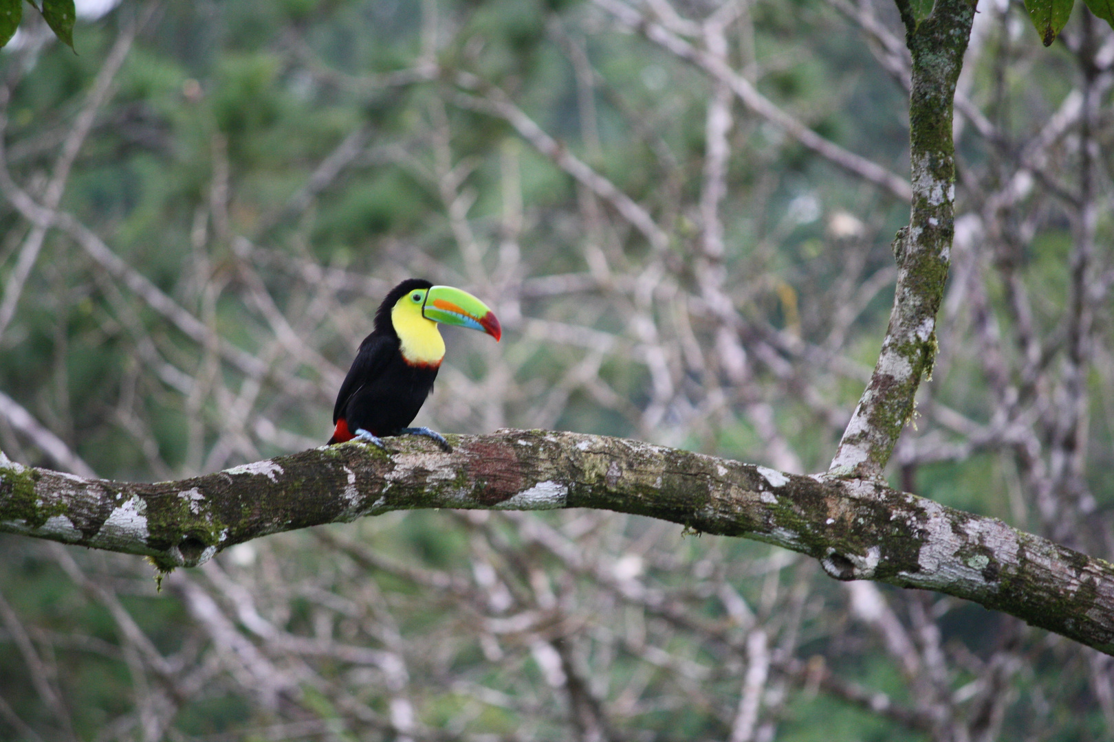 Tucan in Sichtweite