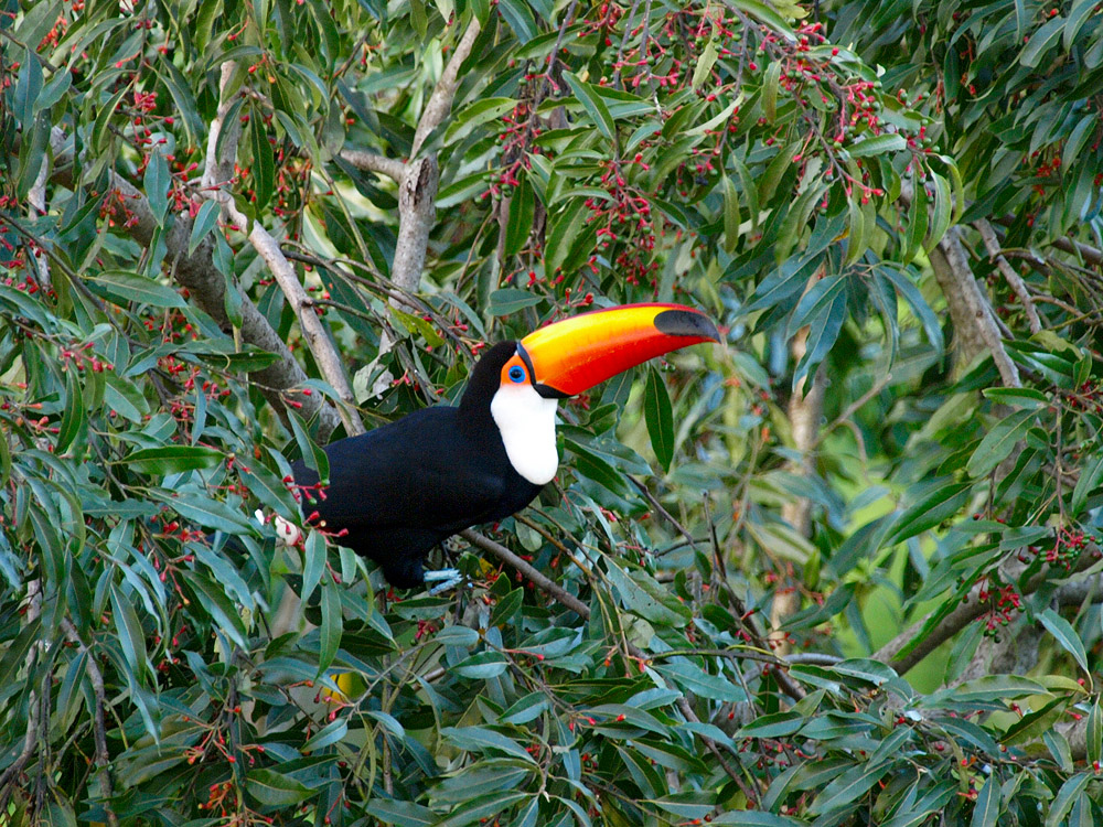 Tucán (Ramphastos toco)