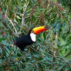 Tucán (Ramphastos toco)