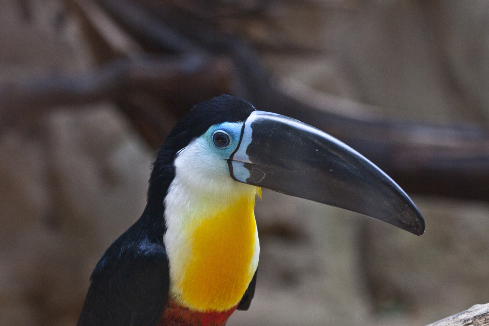 Tucan - Zoo Duisburg