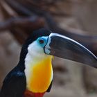 Tucan - Zoo Duisburg