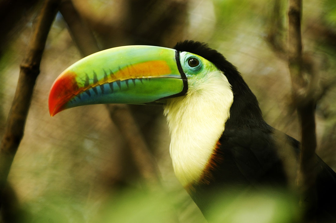 Tucan02