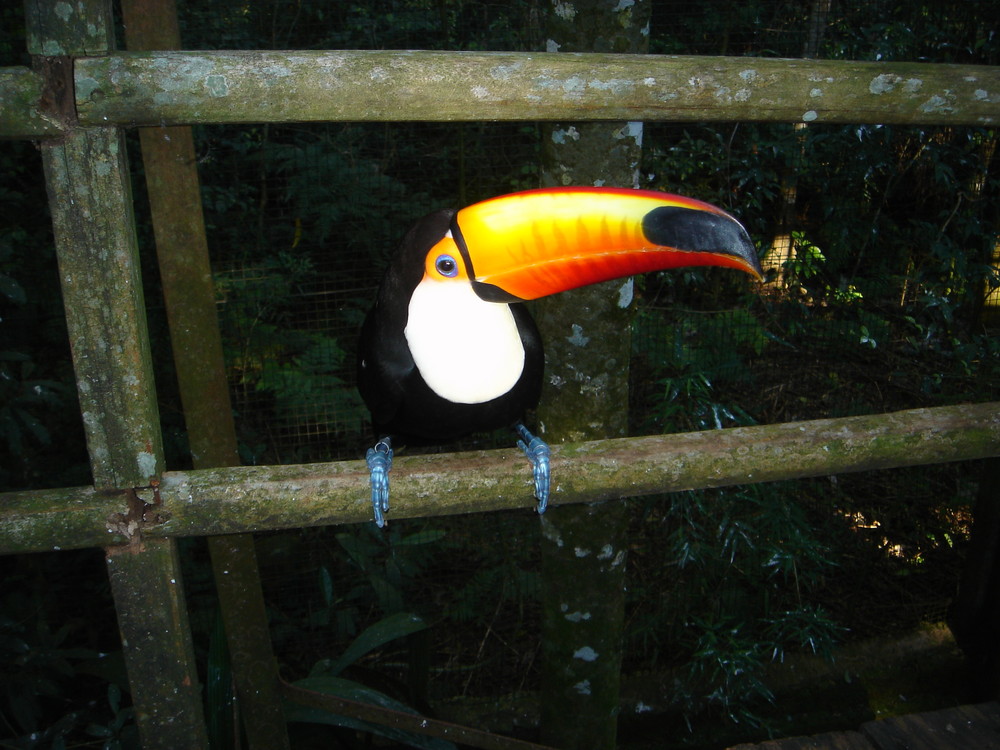 Tucano