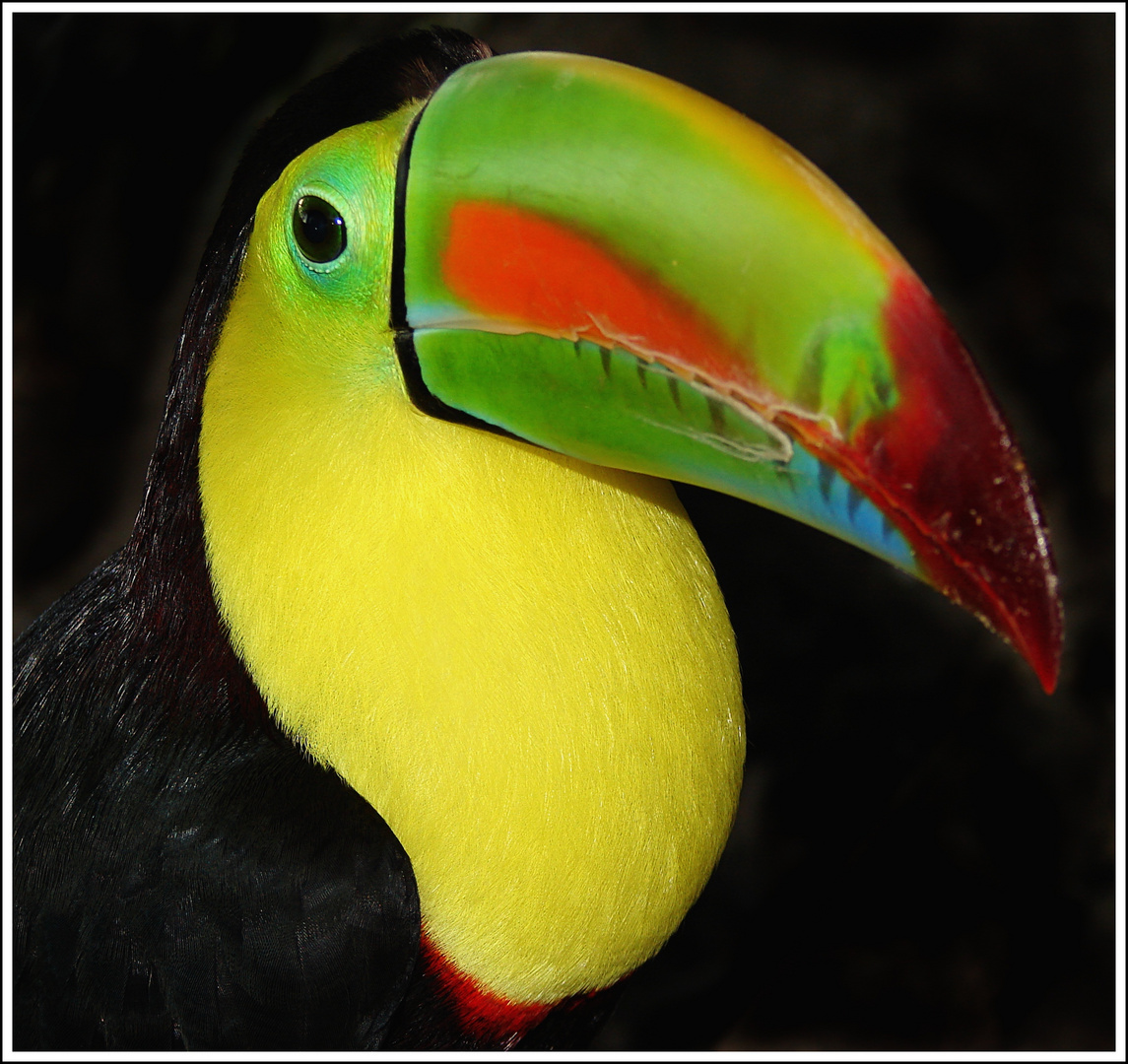 Tucano Arcobaleno