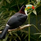 Tucano