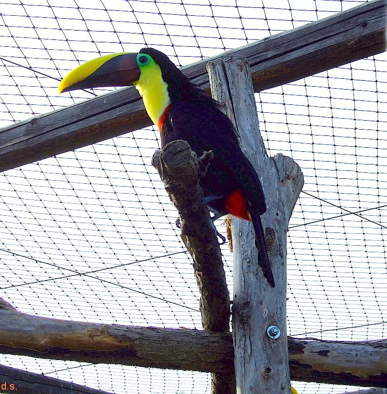 tucano becco giallo