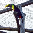 tucano becco giallo