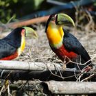 Tucano de Bico Verde